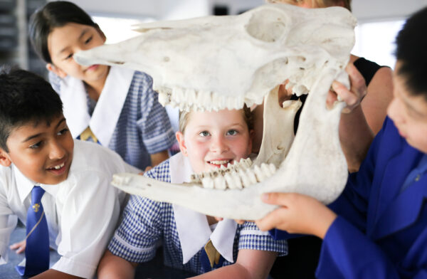 Young intermediate school girl looking at the camera through the jaws of a sheep's skull