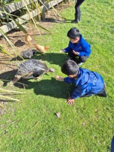 Young boys feeding free range chickens and turkeys