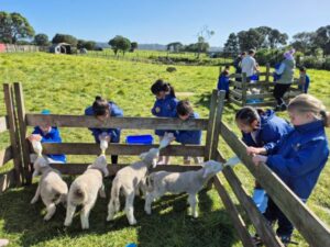 Young children feeding lambs in an enclosure