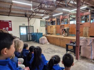 Young children watching a sheep being shorn
