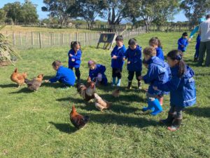 Young children feeding free-range chickens