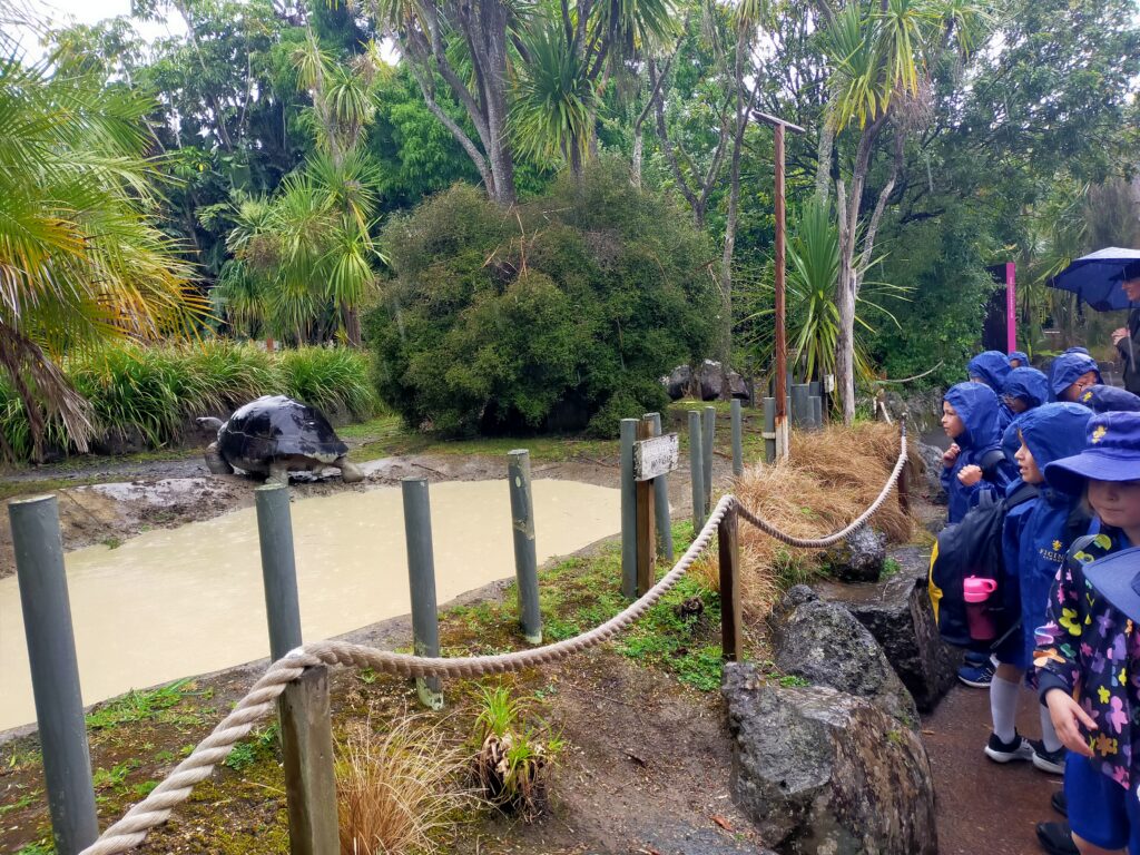 A group of school children watching a large tortoise
